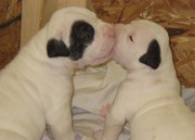 Bulldog Puppies Available 