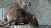 FLATLINE PEST CONTROL - Rodent Inspections in Central Coast
