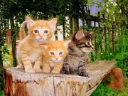 lovely  kittens.for adoption