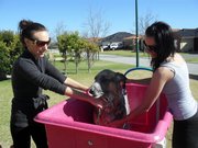 Dogs 2 Paw-fection,  Mobile Dog Washing and Grooming,  call Donna today.