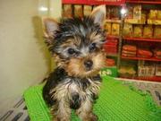 Teacup   yorkie puppy for  adoption