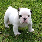 pure breed english bulldog puppies for adoption